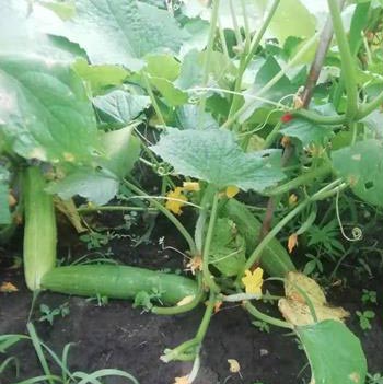 黄瓜