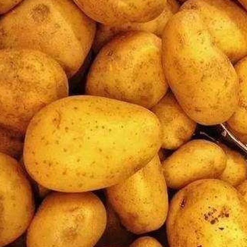 土豆 1公斤