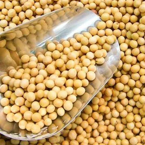 大豆 1公斤