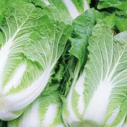 白菜 1公斤