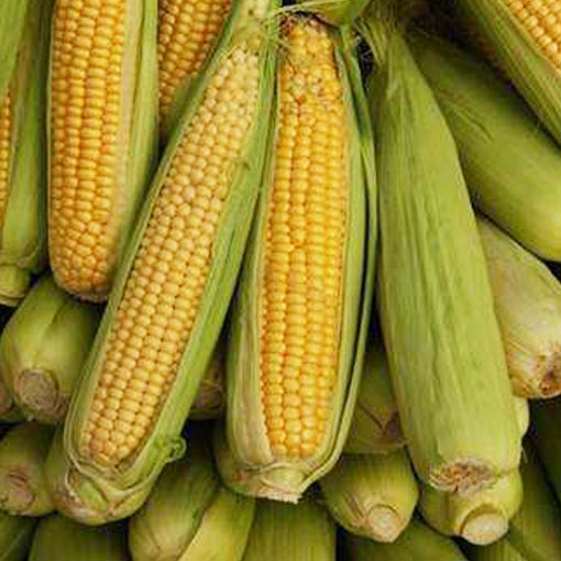 玉米0.8 1个