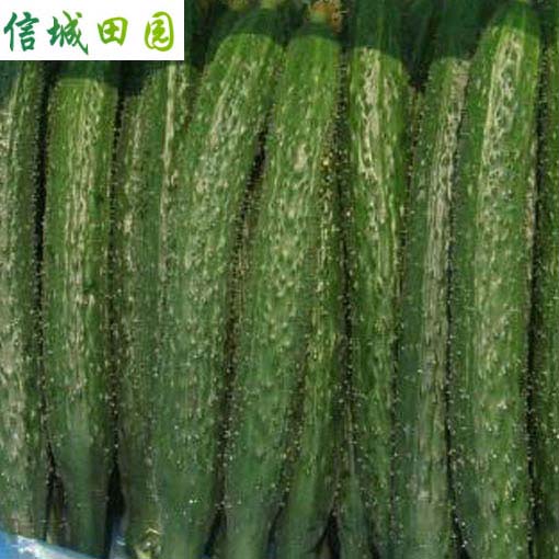 黄瓜 1公斤