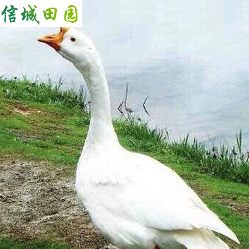 大鹅 1只