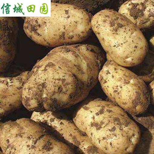 土豆 1公斤