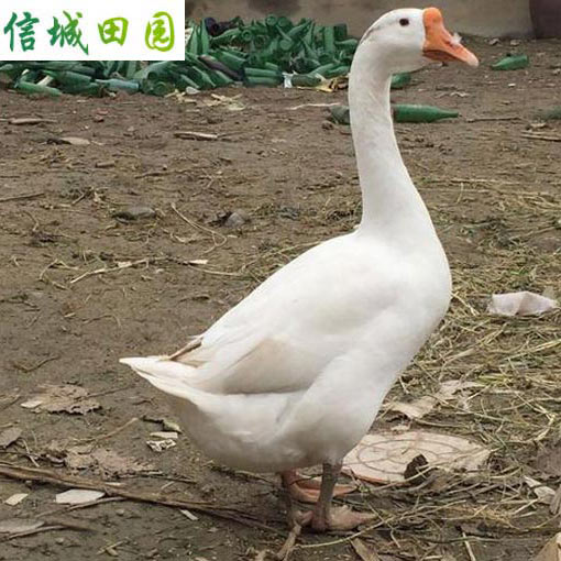 大鹅