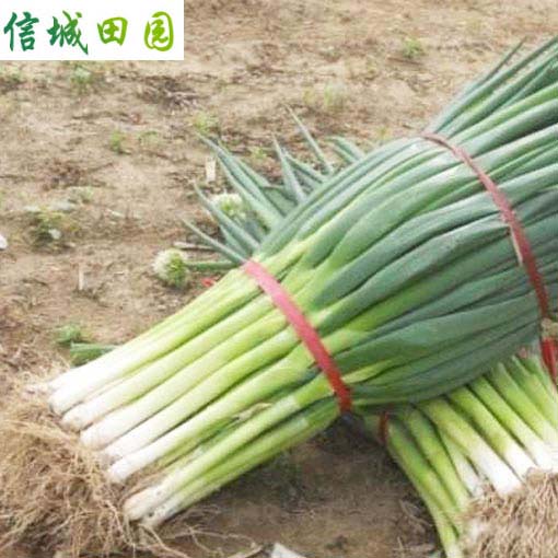 大葱 1公斤