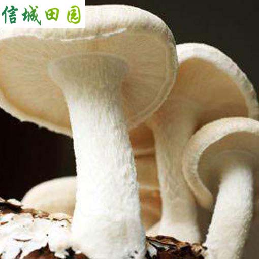 蘑菇 1公斤