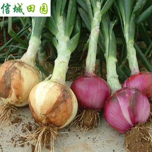 洋葱 1公斤